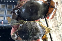 ソフトシェル クラブ