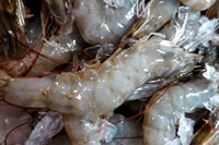 ソフトシェル シュリンプ